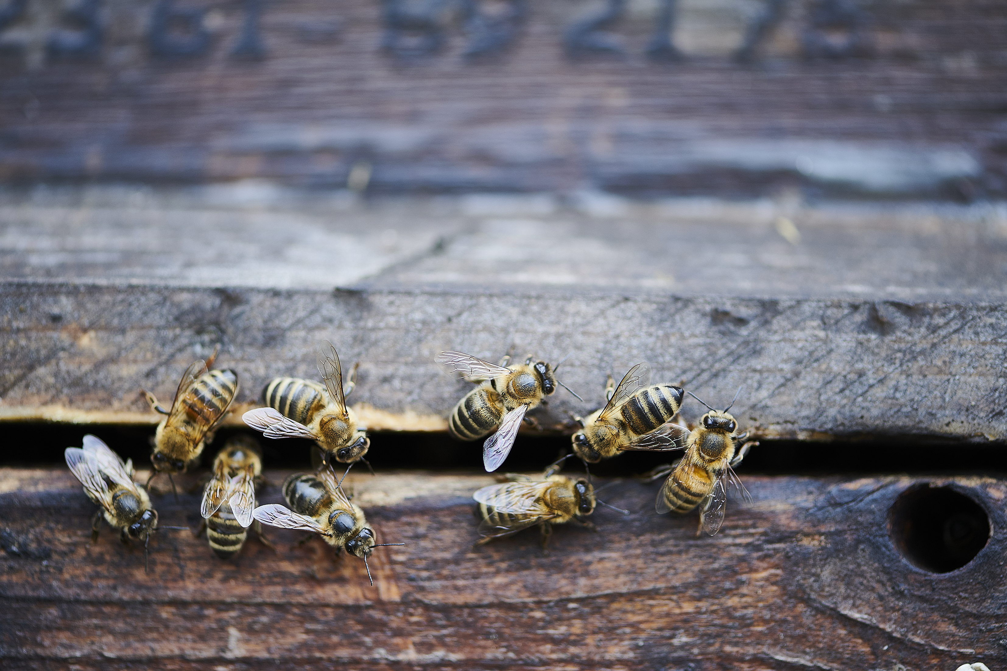 Bienen auf Holz.